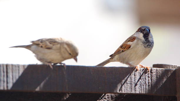 istock House sparrows on a fence 1207669612