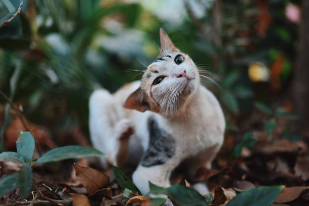 istock Closeup of a cat scratching while sitting in the bushes 1207673057