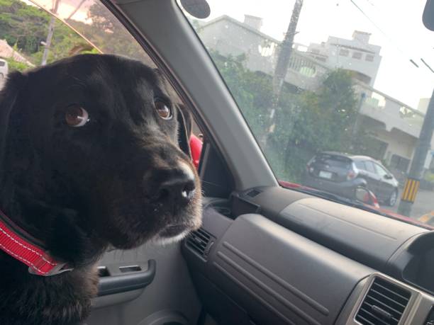 istock Black Labrador with red collar riding in car 1207673270