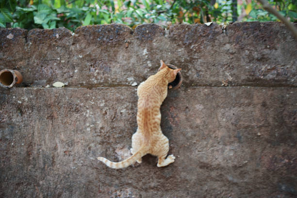 Cat catches a mouse. Cat catching a mice outdoors in a garden backyard. Gray kitten playing with captive little gerbil mouse in a grass. Cats&mice. Stripped feline hunting the mouse on a farm.