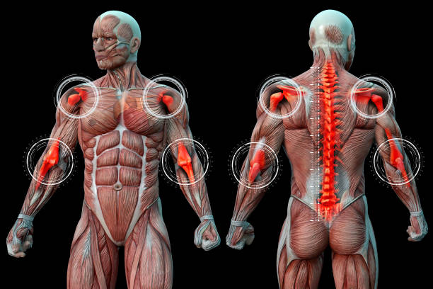 istock Joint pain in humans, anatomical vision. 3D Render. 1207673288