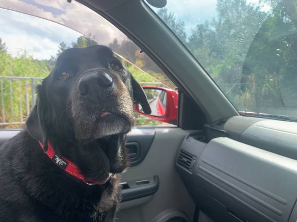istock Black Labrador with red collar riding in car 1207673323