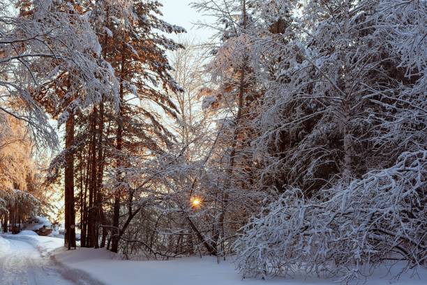 istock Snowy road in the winter forest at sunset. 1207673412