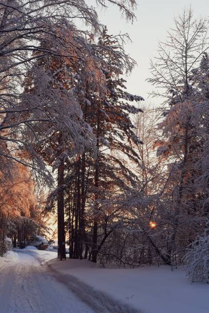 istock Snowy road in the winter forest at sunset. 1207673425