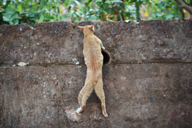 Tiny ginger kitten carefully walking along a stone wall outdoors, showcasing balance, curiosity, and playful behavior.