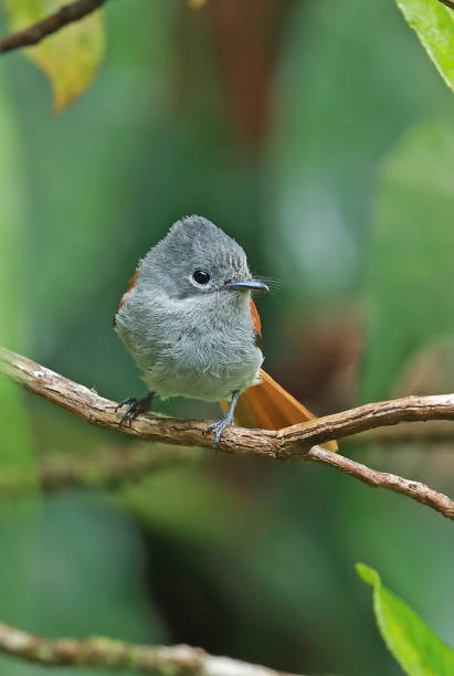 istock Reunion Paradise-flycatcher 1207673468