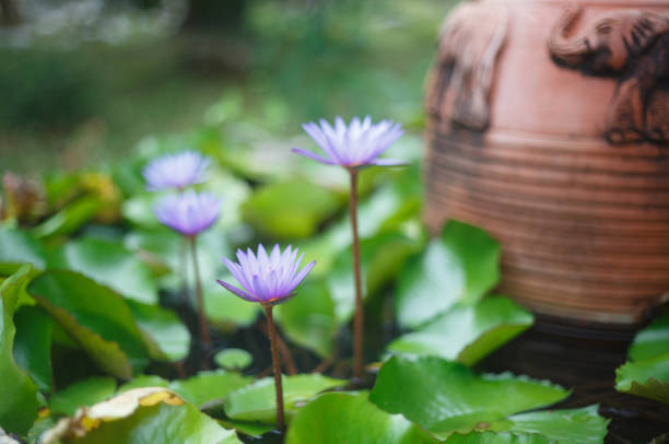 beautiful purple spring water lily blooms in garden.
