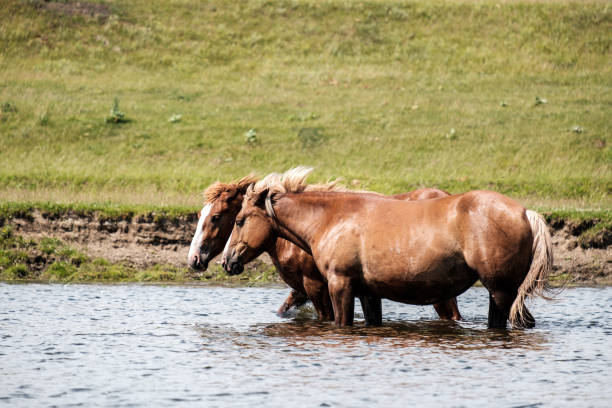 istock two Bay horses walking on the river water knee deep 1207674419