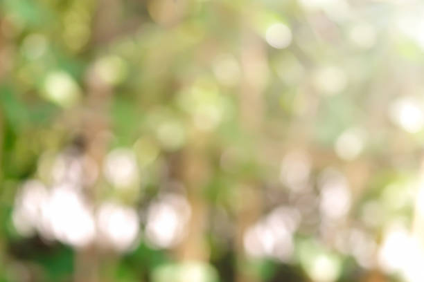 istock Green leaf background and sunlight with bokeh, Spring season. 1207675086