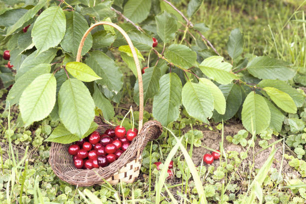 istock Fresh raw cherry fruit in in a wicker basket 1207677137
