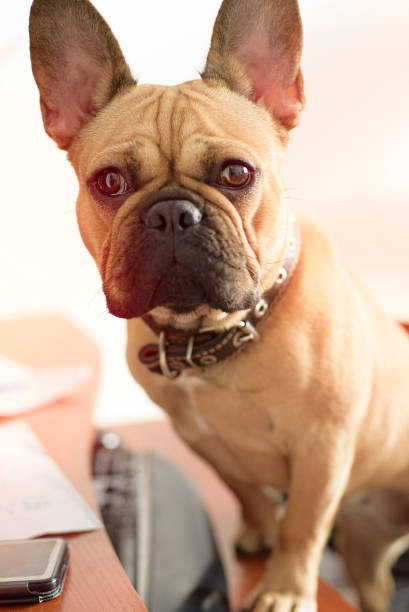 istock A dog sits on an office chair and works on a computer. Vertical 1207677238