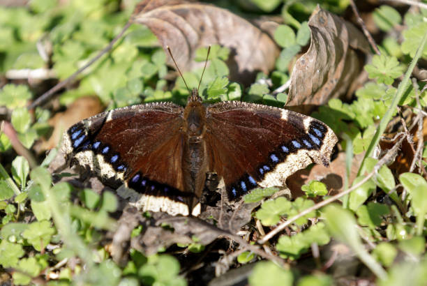 istock Mourning Cloak (Nymphalis antiopa) butterfly basking in a warm winter day 1207677312