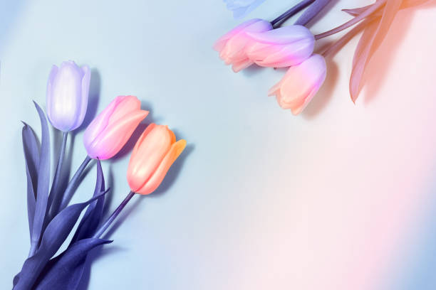 istock Pink tulips Flat lay, top view. Valentines background. Horizontal,, toned 1207678134