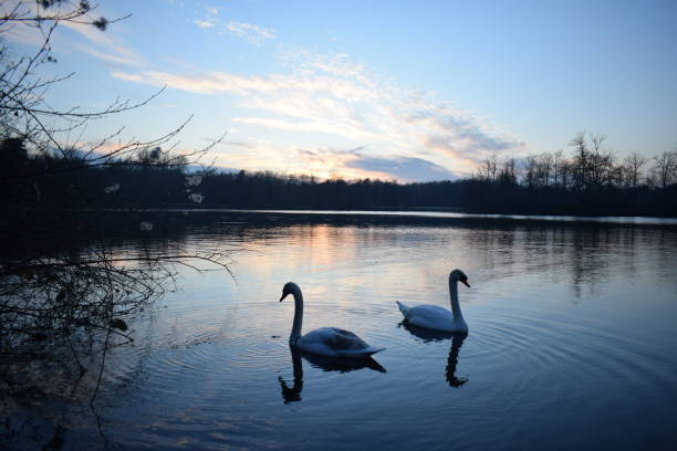 istock Swan in love 1207678173