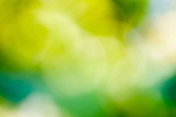 abstract Natural blur green color for background,blurred and defocused effect spring and summer koncept for design.