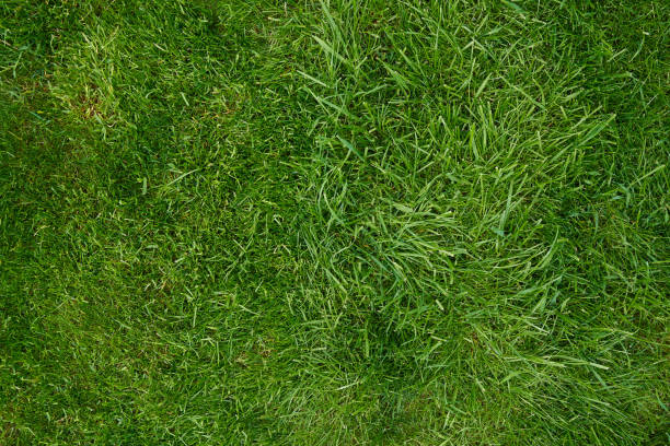 istock Bright lawn, mowed by a lawn mower and next to not trimmed. Texture 1207678525