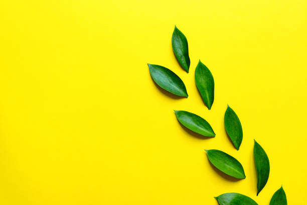 istock Floral composition made of green ruskus leaves on yellow backgeound. Creative layout with copyspsace for your text 1207678721