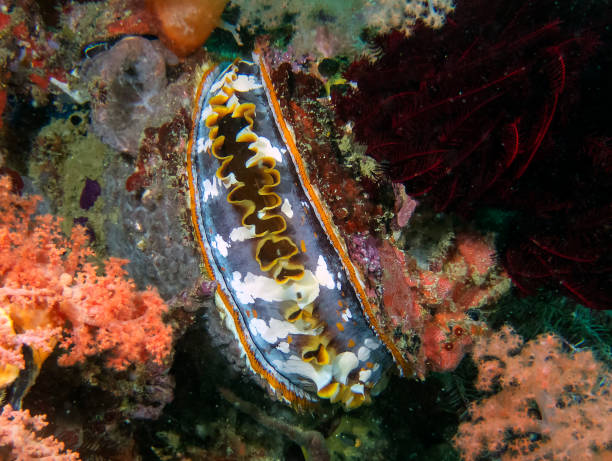 istock Giant Thorny Oyster (Spondylus varius) 1207679637