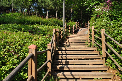 stairs made from wood inside of a forest. Seoul South Korea. a sunny summer, dense forest