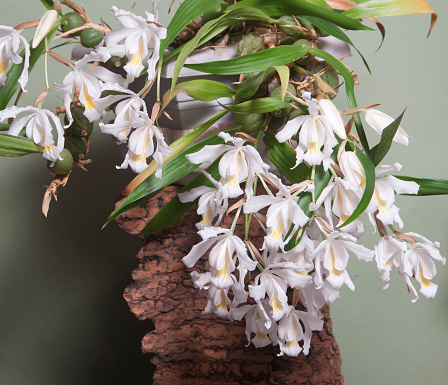 Flowers of Coelogyne cristata orchid, close up shot