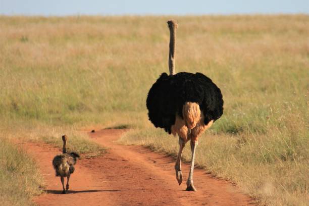 istock Ostrich dad and son walking down the road 1207683115