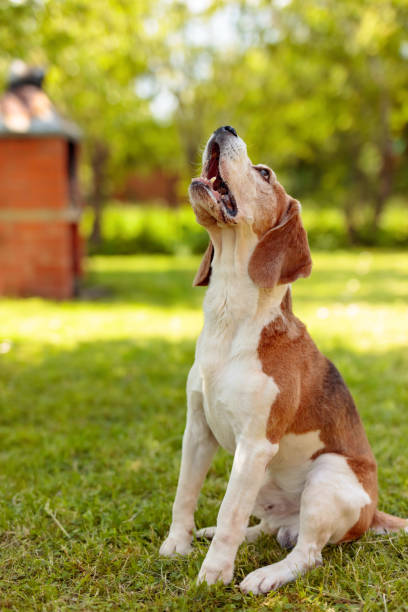 istock Barking beagle in summer garden. 1207685624