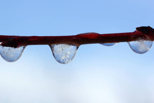 water drops on plant stalk
