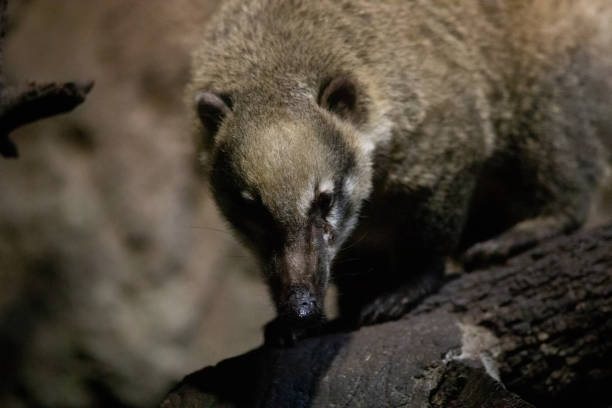 istock Coati, also known as coatimundis (Nasua nasua) 1207685927