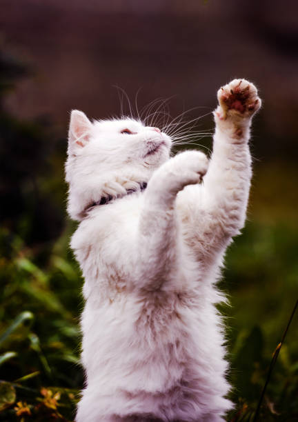 istock Cute and fluffy white cat, very playful, with yellow eyes 1207687953