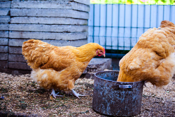 istock Chicken on a farm, Hen and Rooster. 1207687972