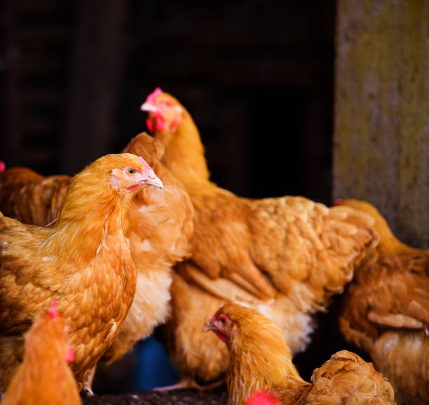 istock Chicken on a farm, Hen and Rooster. 1207687975