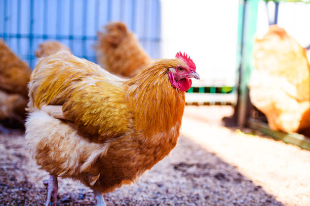 istock Chicken on a farm, Hen and Rooster. 1207687984