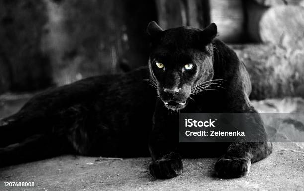 Hermosa Pantera Negra Un Gato Grande Mundo Animal Foto de stock y más banco  de imágenes de Animal - iStock