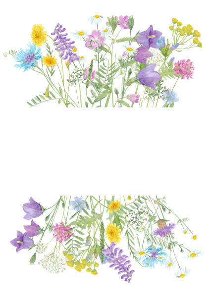 ilustraciones, imágenes clip art, dibujos animados e iconos de stock de marco de verano floral de acuarela con espacio de copia y flores de prado salvajes y hierba aislada sobre fondo blanco - algarrobilla de monte