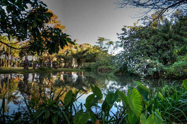 istock Nature water and trees in durban 1207688150