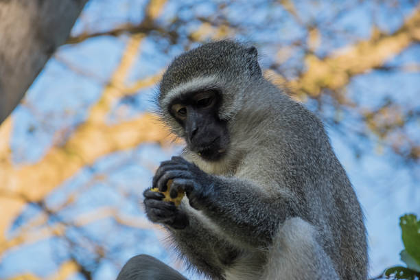 istock monkey on the streets of Durban 1207688706