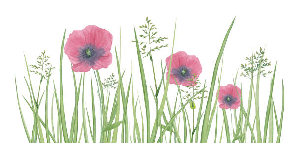 istock Watercolor meadow herbal border with green grass and poppy flower 1207689313