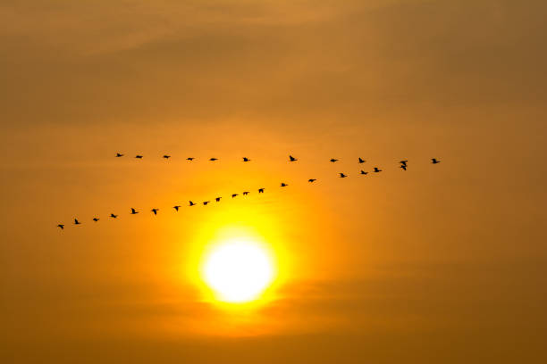 istock Cormorant birds flying back to their nest on sunset 1207690274