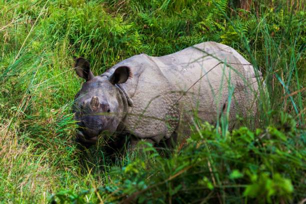 istock One horned rhino full body feeding grass 1207690422