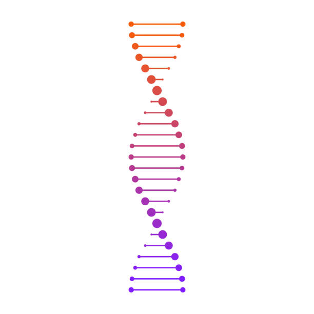 DNA_13 Vector illustration of a DNA chain in the form of a spiral. The concept of medicine. chromosome illustrations stock illustrations