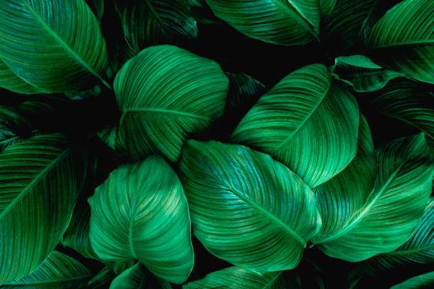 istock closeup green leaves background 1207692101