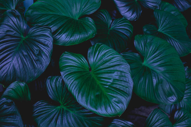 istock closeup nature view of green leaf background 1207692182
