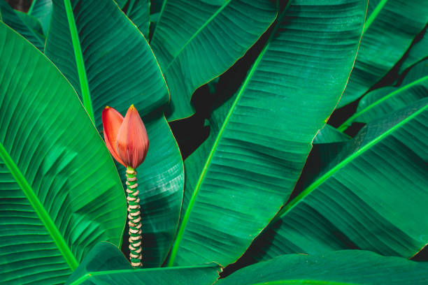 tropical banana leaf texture in garden, abstract green leaf, large palm foliage nature dark green background