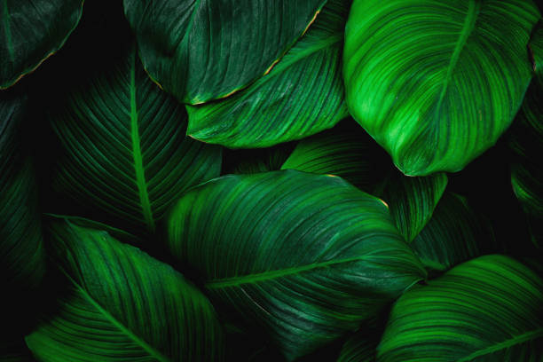istock closeup green leaves background 1207692227