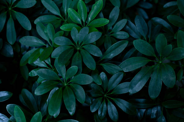 istock closeup nature view of green leaf background 1207692276