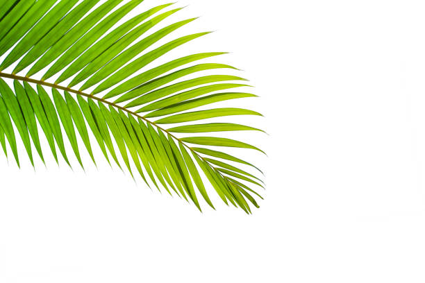 istock tropical coconut leaf isolated on white background 1207692826