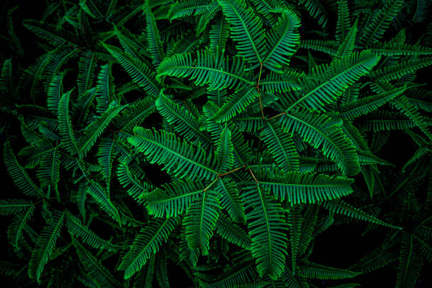 istock closeup nature view of green leaf background 1207692874
