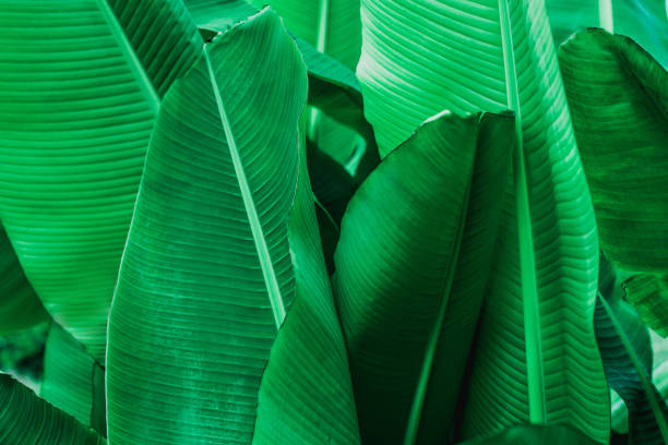 tropical banana leaf texture in garden, abstract green leaf, large palm foliage nature dark green background