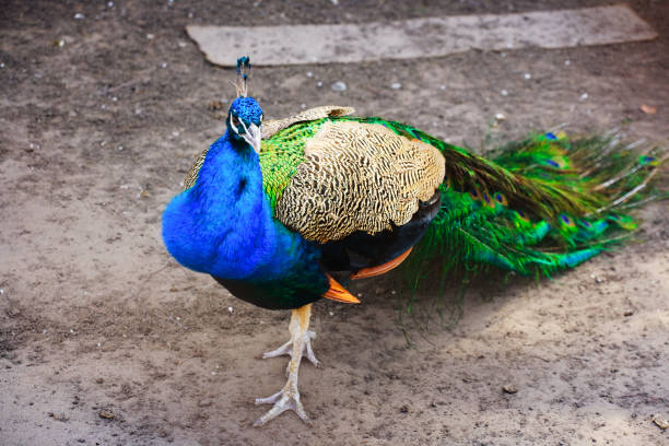 istock Beautiful colorful peacock with lowered tail. The noble bird 1207692974