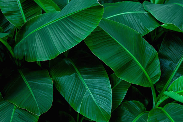 istock tropical green banana leaf background 1207693001